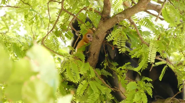 Lindo Langur Hojas Anteojos Mono Oscuro Rama Árbol Medio Hojas — Foto de Stock