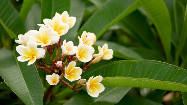 Unscharfe Nahaufnahme Makro Der Bunten Tropischen Blume Frühlingsgarten Mit Zarten — Stockfoto