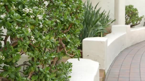 Mediterraans rustiek gebouw, lege zijstraat. Groene tuin met natuurlijk groen in de Spaanse koloniale stijl buitenwijk. Evergreen sappige planten in de buurt van witte landelijke huis. Mexicaanse platteland esthetische — Stockvideo