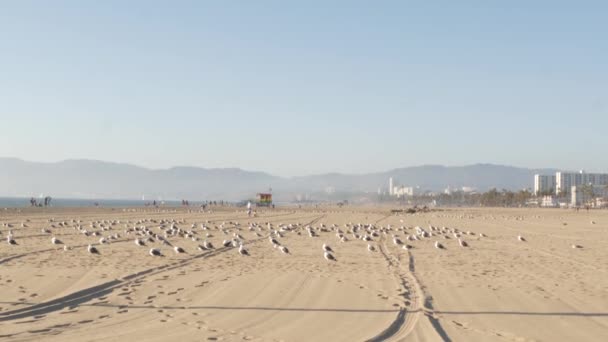 Güneşli kumlu Kaliforniya sahillerindeki martılar, ikonik retro tahta gökkuşağı gururlu cankurtaran kulesi. Santa Monica tatil köyü yakınlarındaki Venice plajı. Los Angeles 'ın yaz dönemi sembolü, CA USA. Seyahat kavramı — Stok video