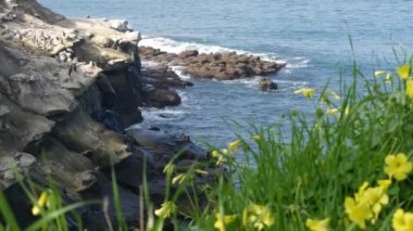 Boğaz kesesi olan kahverengi pelikanlar ve balıkçılıktan sonra çift tepeli karabataklar La Jolla Koyu 'nda kayalar. Büyük gagalı deniz kuşu Pasifik Okyanusu üzerinde doğal yaşam alanı, San Diego, Kaliforniya ABD