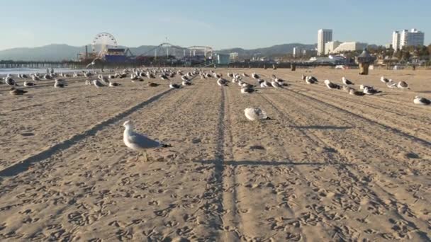 Güneşli kumlu Kaliforniya sahilinde martılar, Santa Monica Pasifik Okyanusu 'ndaki rıhtımdaki eğlence parkında klasik dönme dolap. Yazın ikonik manzara, Los Angeles 'ın sembolü, CA USA. Seyahat kavramı — Stok video