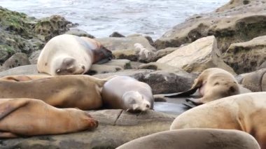 La Jolla 'da kayadaki deniz aslanları. Vahşi kulaklı foklar Pasifik Okyanusu 'nun yakınında taşların üzerinde dinleniyorlar. Uyuyan komik tembel vahşi hayvan. Doğal habitatta korunan deniz memelisi, San Diego, California, ABD