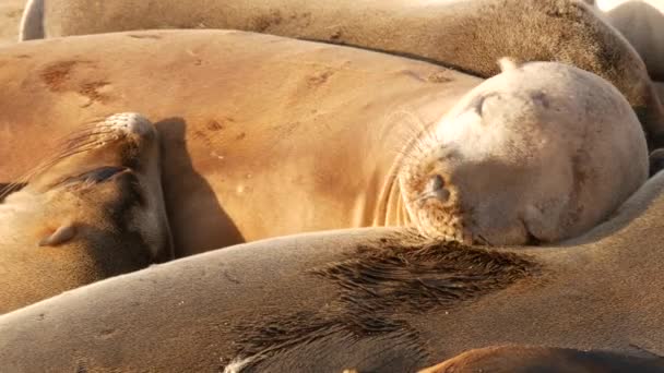 라 졸라의 바위 위에 바다사자가 있습니다. 태평양 바다 근처에서 돌 위에 앉아 있는 야생긴 수염수리. 특이 한 게으른 야생 동물들이 자고 있다. 자연 서식지에서 보호받고 있는 바 다 포유 동물, 미국 캘리포니아주샌 디에 이고 — 비디오