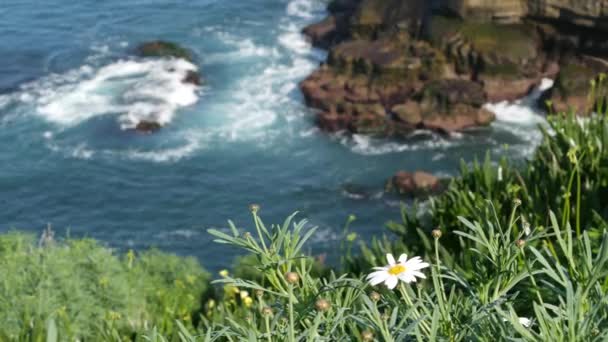 Simple white oxeye daisies in green grass over pacific ocean splashing waves. Wildflowers on the steep cliff. Tender marguerites in bloom near waters edge in La Jolla Cove San Diego, California USA — Stock Video