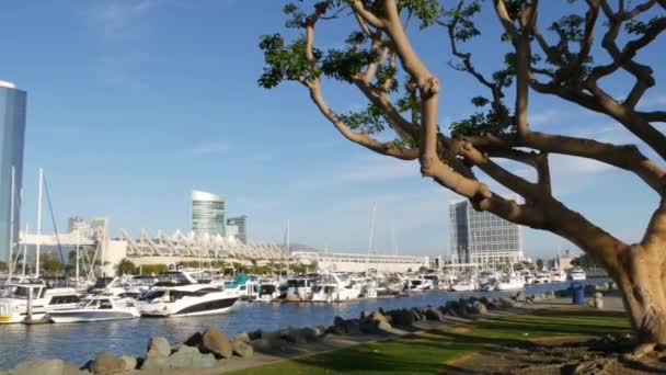 Embarcadero marina park, duże drzewa koralowe w pobliżu USS Midway and Convention Center, Seaport Village, San Diego, Kalifornia USA. Luksusowe jachty i hotele, miejskie wieżowce metropolitalne i wieżowce — Wideo stockowe