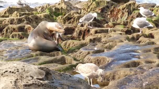 Leone marino sulla roccia a La Jolla. Sigillo dalle orecchie selvagge che riposa vicino all'oceano Pacifico sulla pietra. Divertente fauna selvatica pascolare sulla spiaggia. Mammiferi marini protetti in habitat naturale, San Diego, California USA — Video Stock