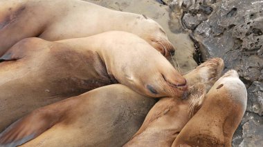 La Jolla 'da kayadaki deniz aslanları. Vahşi kulaklı foklar Pasifik Okyanusu 'nun yakınında taşların üzerinde dinleniyorlar. Uyuyan komik tembel vahşi hayvan. Doğal habitatta korunan deniz memelisi, San Diego, California, ABD.