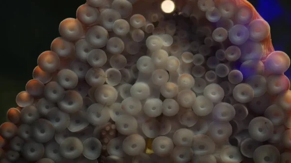 Polvo Estranho Com Otários Nos Braços Lulas Gigantes Tentáculos Macro — Fotografia de Stock