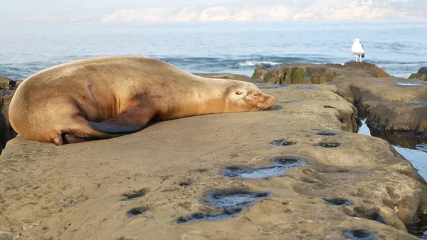 Sea Lion Rock Jolla Wild Eared Seal Resting Pacific Ocean — Stock Photo, Image