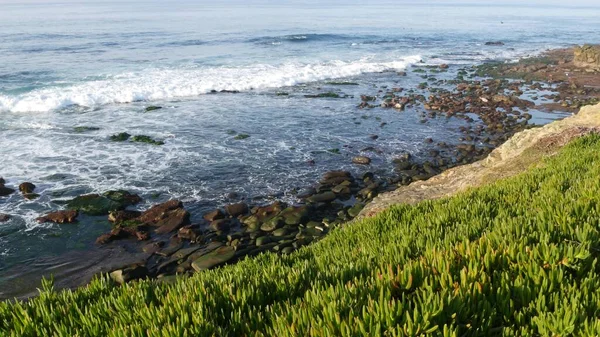 Green Pigface Sour Fig Succulent Pacific Ocean Splashing Waves Ice — Stock Photo, Image