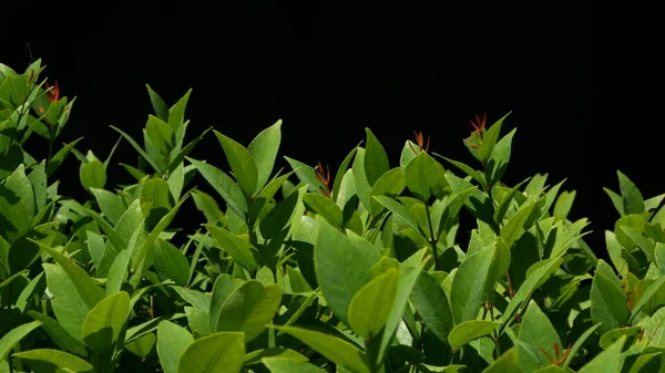 Çiftlikte Yetişen Yeşil Bitki Tarlada Yetişen Yeşil Yapraklı Bitki Siyah — Stok fotoğraf