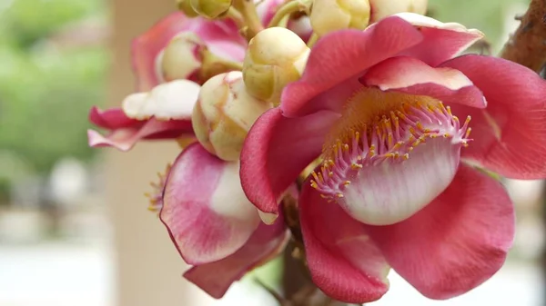 Exotische Blumen Und Bäume Gefährliche Große Mächtige Grüne Tropische Baumkanonenkugel — Stockfoto