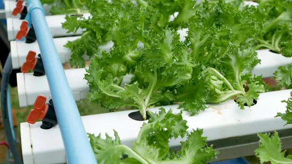 Rows of fresh juicy plants growing on modern ecological hydroponic farm, garden beds. Concept of healthy, eco friendly balanced diet rich in vitamins. Agricultural technologies, go green innovations