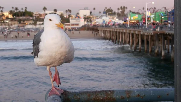 Santa Monica Los Angeles Eua Out 2019 Gaivota Engraçada Bonita — Fotografia de Stock