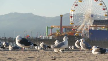 Güneşli kumlu Kaliforniya sahilinde martılar, Santa Monica Pasifik Okyanusu 'ndaki rıhtımdaki eğlence parkında klasik dönme dolap. Yazın ikonik manzara, Los Angeles 'ın sembolü, CA USA. Seyahat kavramı