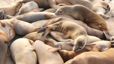La Jolla 'da kayadaki deniz aslanları. Vahşi kulaklı foklar Pasifik Okyanusu 'nun yakınında taşların üzerinde dinleniyorlar. Uyuyan komik tembel vahşi hayvan. Doğal habitatta korunan deniz memelisi, San Diego, California, ABD