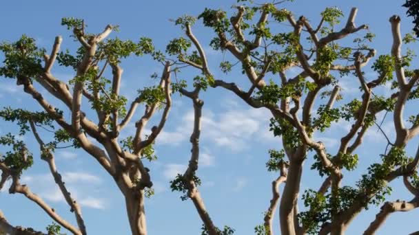 美国加利福尼亚州圣地亚哥海港村USS中途岛和会议中心附近的Embarcadero Marina公园中的大型怪异珊瑚树。无条件投降雕像附近的一棵不同寻常的大树 — 图库视频影像
