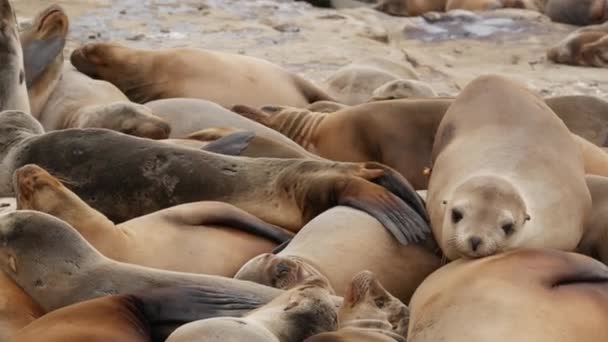 Des otaries sur le rocher à La Jolla. Joyeux phoques à oreilles sauvages rampant près de l'océan Pacifique sur la roche. Drôle d'animaux sauvages endormis. Mammifères marins protégés dans l'habitat naturel, San Diego, Californie, États-Unis — Video