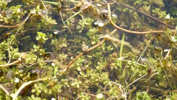 Many fishes, underwater life in pond, lake or shallow freshwater river. Biodiversity of aquatic ecosystem. Sunlit green leaves in fishpond — Stock Video
