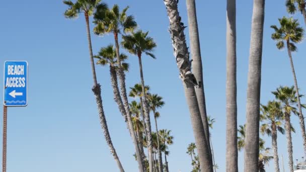 Пляжный знак и пальмы в солнечной Калифорнии, США. Пальмы и дорожные указатели. Океанская эстетика тихоокеанского туристического курорта. Символ путешествий праздников и летних каникул. Пляжная набережная — стоковое видео