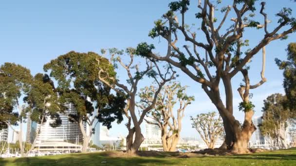 Embarcadero marina park, big coral trees near USS Midway and Convention Center, Seaport Village, San Diego, Californie États-Unis. Yachts et hôtels de luxe, gratte-ciel urbain métropole et gratte-ciel — Video