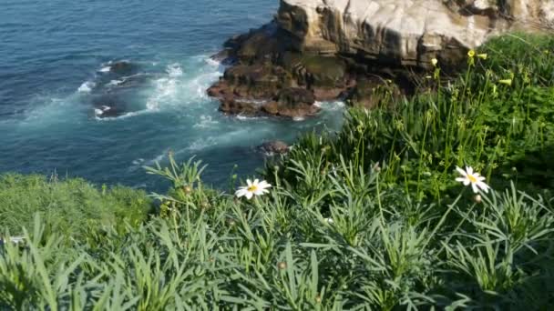 Margarete albe de oxeye în iarbă verde peste valurile de stropire a oceanului pacific. Flori sălbatice pe stânca abruptă. Marguerite tandre în floare lângă marginea apelor în La Jolla Cove San Diego, California Statele Unite ale Americii — Videoclip de stoc