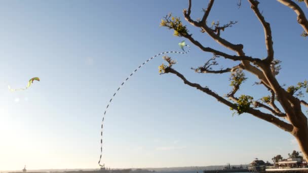 Кольоровий змій літає в блакитному небі над деревами в парку Embarcadero Marina, Сан-Дієго, штат Каліфорнія, США. Діти багато кольорових іграшок планерують в повітрі за вітром. Символ дитинства, літнього періоду та дозвілля. — стокове відео
