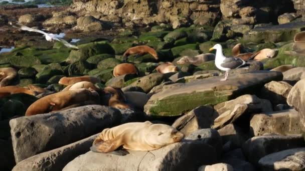 Sjölejon på klippan i La Jolla. Vilda sälar som vilar nära Stilla havet på stenar. Roliga lata vilda djur sover. Skyddade marina däggdjur i naturliga miljöer, San Diego, Kalifornien, USA — Stockvideo