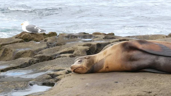 Zeeleeuw Rots Jolla Wilde Oorzeehond Rustend Buurt Van Stille Oceaan — Stockfoto