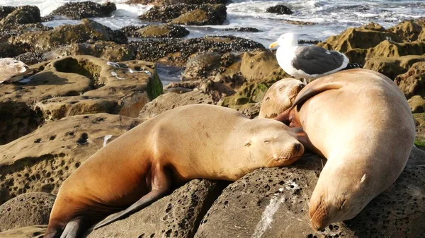 Sea lions on the rock in La Jolla. Wild eared seals resting near pacific ocean on stones. Funny lazy wildlife animal sleeping. Protected marine mammal in natural habitat, San Diego, California, USA.