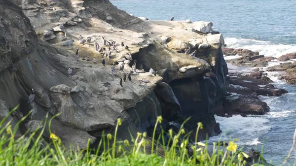 Pelícanos Marrones Con Bolsa Para Garganta Cormoranes Doble Cresta Después — Foto de Stock