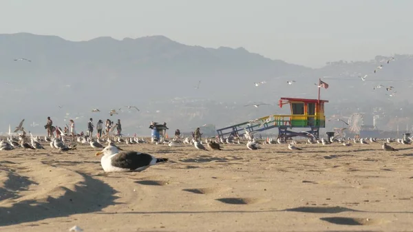 Лос Анжелес Сша Ноября 2019 Года Калифорнийский Летний Пляж Venice — стоковое фото