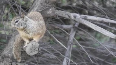 Beechey yer sincabı, Kaliforniya, Pasifik kıyıları, ABD 'de yaygındır. Şirin, gri, vahşi kemirgenin tuhaf davranışı. Doğal ortamda küçük eğlenceli bir hayvan. Amerika 'da yiyecek arayan küçük bir böcek.