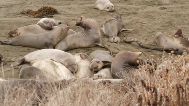 San Simeon, California, ABD 'deki kumlu Pasifik Okyanusu sahilinde komik tembel fil fokları. Garip şişman aynalar kükreyen alışılmadık hortumları olan kulaksız deniz aslanları. Alfa erkek oyuncu üreme davranışı — Stok video