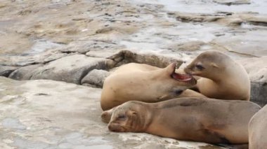 La Jolla 'da kayadaki deniz aslanları. Kayaların üzerinde Pasifik Okyanusu 'nun yakınında gezinen eğlenceli vahşi foklar. Uykucu vahşi hayvanlar. Doğal habitatta korunan deniz memelileri, San Diego, California, ABD
