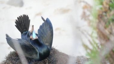 Kaya üzerinde çift tepeli karabatak tüyleri sergiliyor. Pasifik Okyanusu yakınlarındaki uçurumlarda deniz kuşları üreme davranışı. Su kuşları çiftleşme ritüeli dansı. La Jolla Koyu, San Diego, Kaliforniya ABD