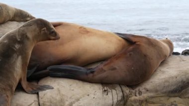 Sevimli yavru köpek, tatlı deniz aslanı yavrusu ve anne. Komik tembel foklar, okyanus kıyısı yaban hayatı, La Jolla, San Diego, California, ABD. Pasifik sahilinde garip, uykulu bir deniz hayvanı. Aile sevgisi ve bakımı