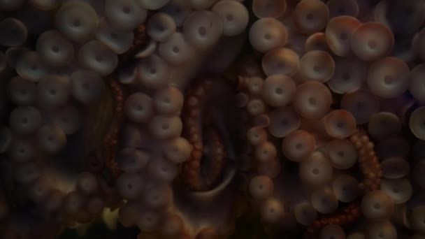 Bizarre pieuvre avec des ventouses aux bras. Les tentacules de calmars géants se rapprochent. Grand kraken hypnotique effrayant avec huit membres. Symbole multitasque et monstre mollusque colossal de légende. Épinette envoûtante — Video