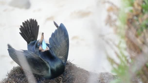 Cormoran à aigrettes portant des plumes de plumage sur la roche. Sea birds reproduction behavior on cliff near Pacific ocean. Danse rituelle d'accouplement des oiseaux aquatiques. La Jolla Cove, San Diego, Californie États-Unis — Video
