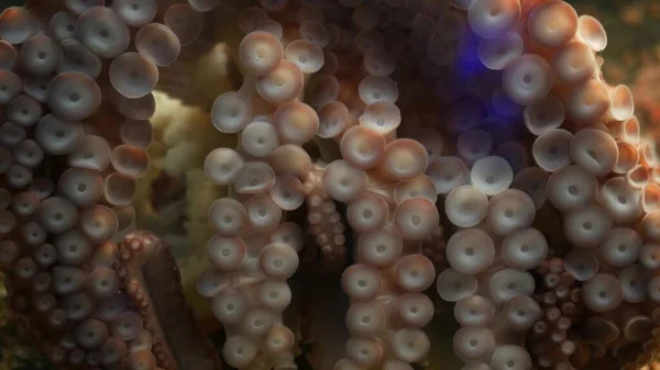 Pulpo Raro Con Ventosas Los Brazos Tentáculos Gigantes Calamar Macro — Foto de Stock