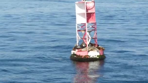 Seals on buoy in pacific ocean, whale watching tour in Newport beach, California USA. Colony of wild animals, sea lions herd on floating navigational beacon. Marine mammals rookery in natural habitat — Stock Video