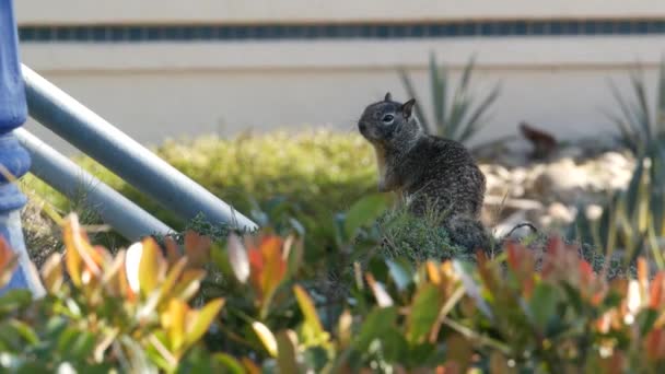 Écureuil solitaire Beechey, commun en Californie, côte du Pacifique, États-Unis. Comportement drôle de rongeur sauvage gris mignon. Petit animal amusant dans un habitat naturel. Assez peu endémique à la recherche de nourriture en Amérique — Video