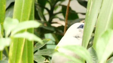 Tropikal yağmur ormanlarında bali myna. Yeşil yemyeşil yapraklı yabani sığırcık kuşu Endonezya 'ya özgü sıra dışı bir tür. Beyaz tüyler, eşsiz Mynah tüyleri. Jalak ağaç tepesinde, orman cenneti ormanında.