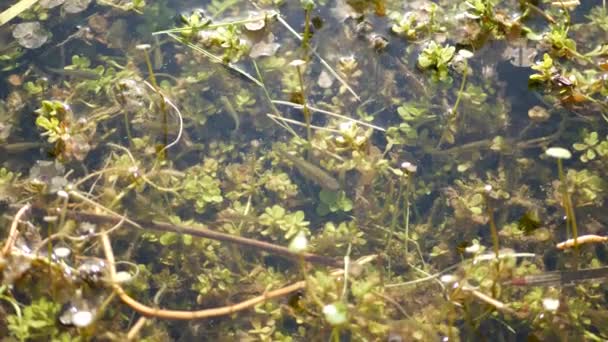 Many fishes, underwater life in pond, lake or shallow freshwater river. Biodiversity of aquatic ecosystem. Sunlit green leaves in fishpond — Stock Video