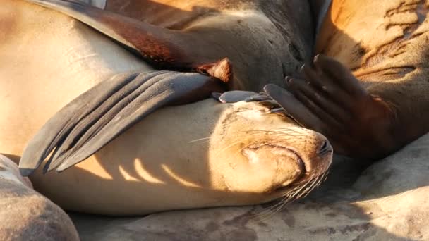 Sjölejon på klippan i La Jolla. Vilda sälar som vilar nära Stilla havet på stenar. Roliga lata vilda djur sover. Skyddade marina däggdjur i naturliga miljöer, San Diego, Kalifornien, USA — Stockvideo