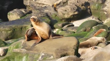 La Jolla 'da kayadaki deniz aslanı. Vahşi kulaklı fok, Pasifik Okyanusu 'nun yanında, taşın üzerinde duruyor. Sahilde tembellik eden komik bir vahşi hayvan. Doğal habitatta korunan deniz memelisi, San Diego, Kaliforniya ABD