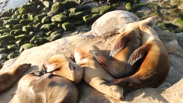 La Jolla 'da kayadaki deniz aslanları. Vahşi kulaklı foklar Pasifik Okyanusu 'nun yakınında taşların üzerinde dinleniyorlar. Uyuyan komik tembel vahşi hayvan. Doğal habitatta korunan deniz memelisi, San Diego, California, ABD — Stok video