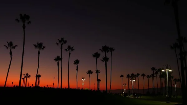 California Summertime Dusk Twilight Aesthetic Purple Dramatic Sunset Palm Tree — Stock Photo, Image