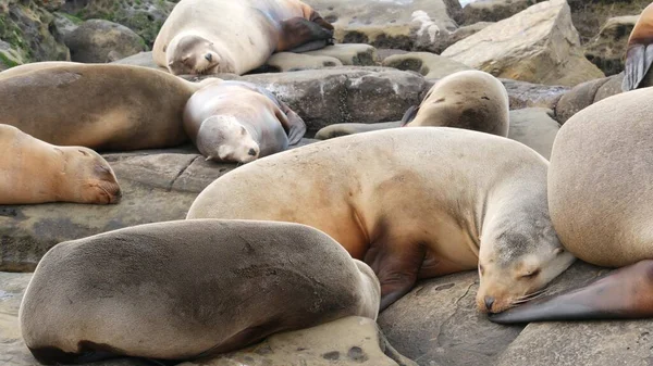 Sea lions on the rock in La Jolla. Wild eared seals resting near pacific ocean on stones. Funny lazy wildlife animal sleeping. Protected marine mammal in natural habitat, San Diego, California, USA.